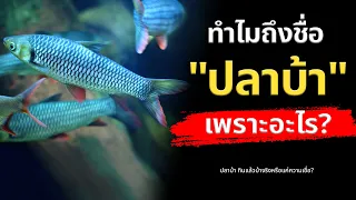 พิษในปลาบ้ามาจากอะไร และสะสมอยู่ที่ไหนในร่างกาย