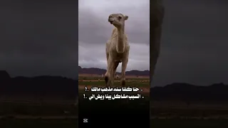 الهرم العالي الشاعر جمعه بوخبينه 