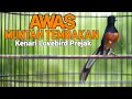 Download Lagu MASTERAN Murai Batu BONGKAR ISIAN Kenari Cililin Prenjak 100%SUKSES dongkrak EMOSI langsung NYAUT