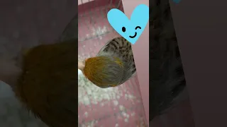 تغريد كناري اغات برونز 