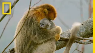 A Baby Golden Snub-Nosed Monkey Hidden Kingdoms of China