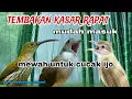 Download Lagu Masteran Cucak ijo Full Tembakan Kasar - Cucak Jenggot Pijantung Gunung Kapas Tembak