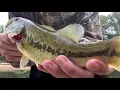 Femboy Fishing Episode 8 - Catching HUGE BASS with WEIRD lures
