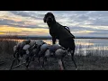 Late Season California Duck Hunt Packed Refuge