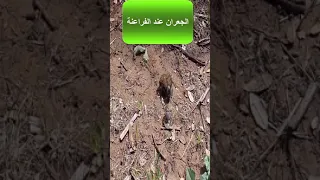 خنفساء الروث الفراعنة لماذا قدس القدماء المصريين الجعران 