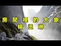 房間裡的大象　楊丞琳