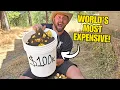 How Much GOLD In a 100 000 Bucket of Paydirt