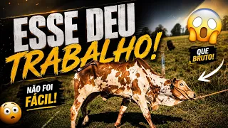 ESSE NELORE VAI DAR TRABALHO