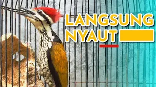 SUARA PANGGILAN PELATUK