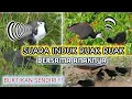 Download Lagu Suara induk betina ruak dan suara anakan ruak ruak