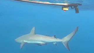 Ep. 414 The sexiest shark in the world