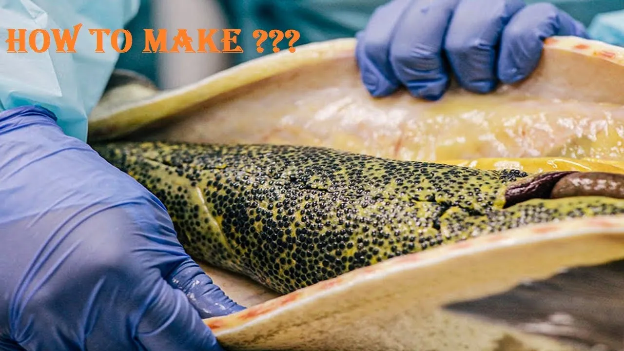 Outline Video Sturgeon caviar processing process - How to make caviar - Sturgeon caviar farm