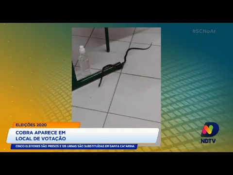 Eleições 2020: cobra aparece em local de votação