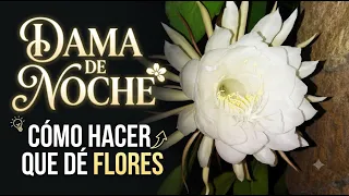 El Secreto para Hacer que tu Dama de Noche dé Flores (SIN MITOS)