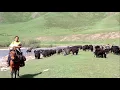 Nomadic Herding on the Tibetan Plateau