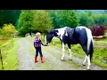 Download Lagu Horse farts and scares itself and child