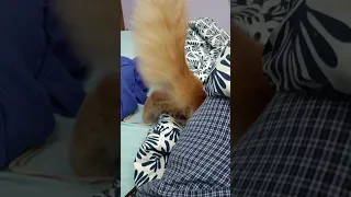 Fun With Mini Simba 