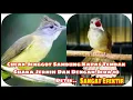 Download Lagu Masteran Mewah Cucak Jenggot Sambung Kapas Tembak Dengan Jeda 10 Detik..