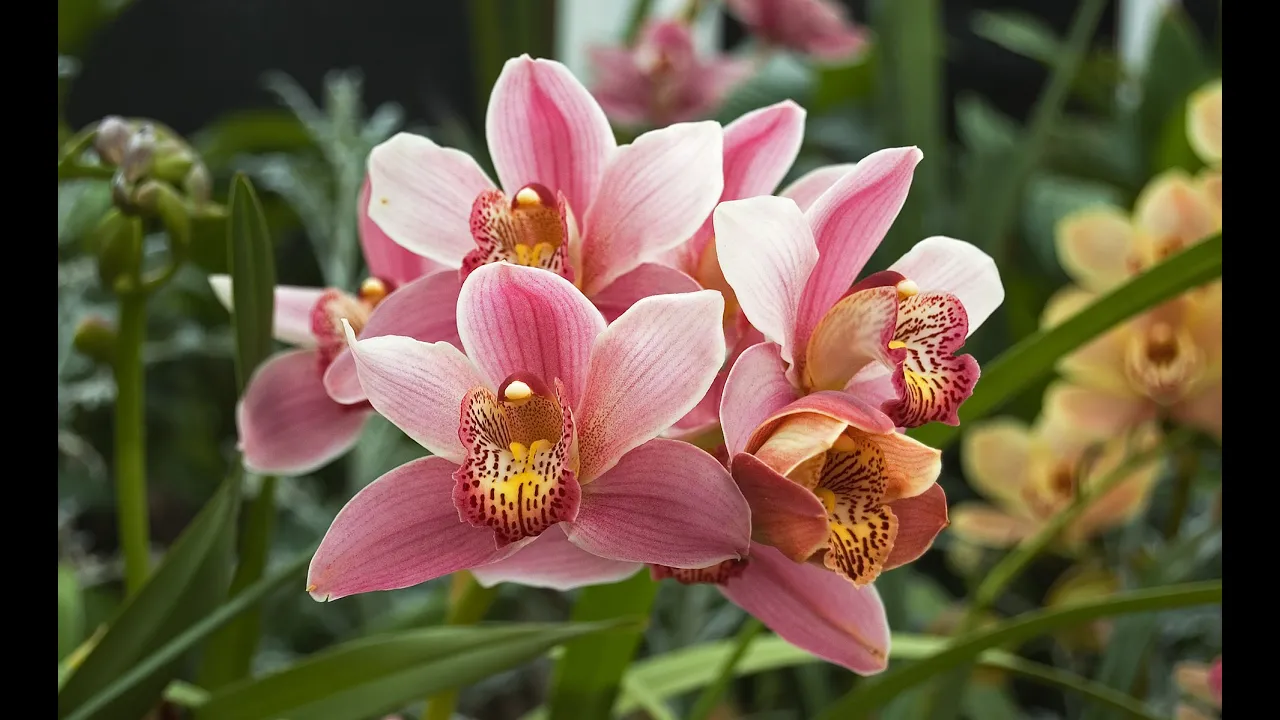 TRUQUE PARA ORQUÍDEA CYMBIDIUM FLORECER