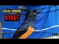 Download Lagu murai batu gacor AMPUH buat PANCINGAN murai batu agar bunyi JADIKAN burung murai gacor NYAUT EMOSI
