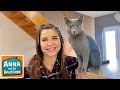 Download Lagu Russisch Blau | Information für Kinder | Anna und die Haustiere