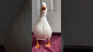 بطه تأكل مانجو بطه كيوت تربية الطيور مقطع مضحك تربية البط 