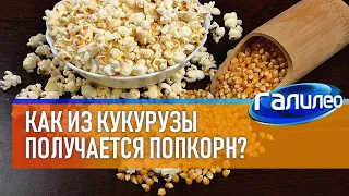 Галилео 🍿 Как из кукурузы получается попкорн?