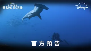 🦈國家地理紀錄片《#攝影師柏蒂與雙髻鯊零距離》 | Disney+ 獨家熱播中