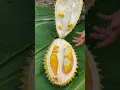 Lagu Durian Fruit #durianfruit