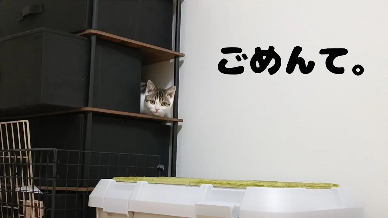 おそらく地球上の全ネコが〇〇を見たときにする反応がこちらw