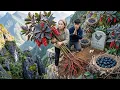 Lagu Brave Boy Risks His Life Harvesting Giant Coralberry on Cliff | Final Farewell to Black Chicken