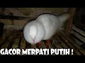 Download Lagu SUARA GACOR BURUNG MERPATI PUTIH MEMANGGIL BETINA