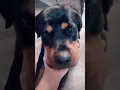 Lagu My rotties eyes are mesmerizing 🤩
