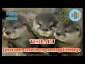 suara anak linsang/oter/berang-berang memanggil induknya 1000% ampuh.