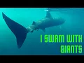 Snorkelling with Basking Sharks in Scotland