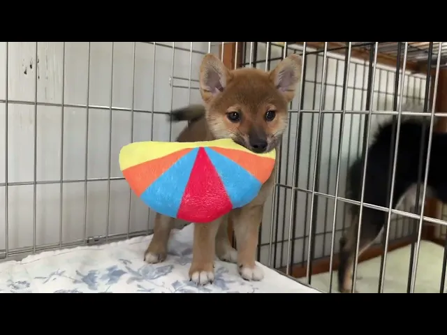 動画