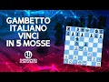 VINCI IN 5 MOSSE | Gambetto Italiano