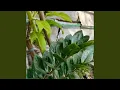 Lagu Matahari Ku