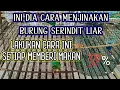 Download Lagu Cara menjinakkan burung serindit liar lakukan cara ini secara rutin ya pecinta burung serindit
