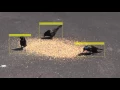 Birds Tracking