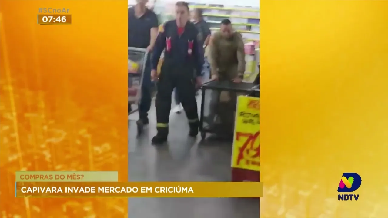 Capivara é vista dentro de mercado em Criciúma