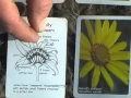 Botany in a Day The Patterns Method of Plant Identification with Thomas J Elpel