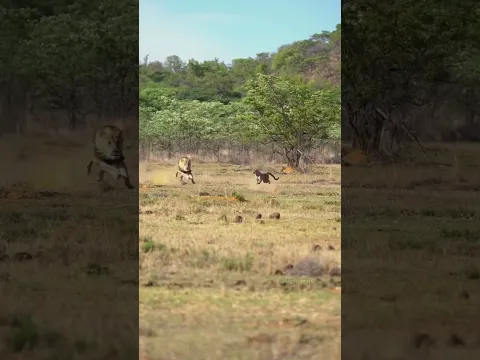 The Lion Chases The Cheetah, Its Mane Flows Majestically 雄狮追击猎豹 鬃毛飞扬 气场拉满！#animals 【跟着图尔去旅行】