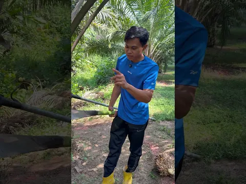 Perbedaan panen sistem songgo dan turun pelepah