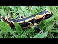 Heart Songs - 42 Salamander Song - Native American Flute Improvisations by Ken McGarity
