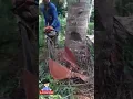 Lagu Skill sat set untuk penebangan pohon kelapa