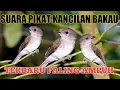 SUARA PIKAT KANCILAN BAKAU RIBUT TERBARU