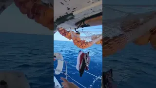 papaya before apples, but after cheesecake