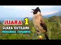 Suara Burung Kutilang Gacor Memanggil Temannya Agar Bunyi Garuda