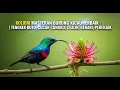Download Lagu EMOSI! Kolibri Masteran Burung Kicau Terbaik | Tengkek Buto, Cucak Cungko, Cililin, Kenari, Prenjak